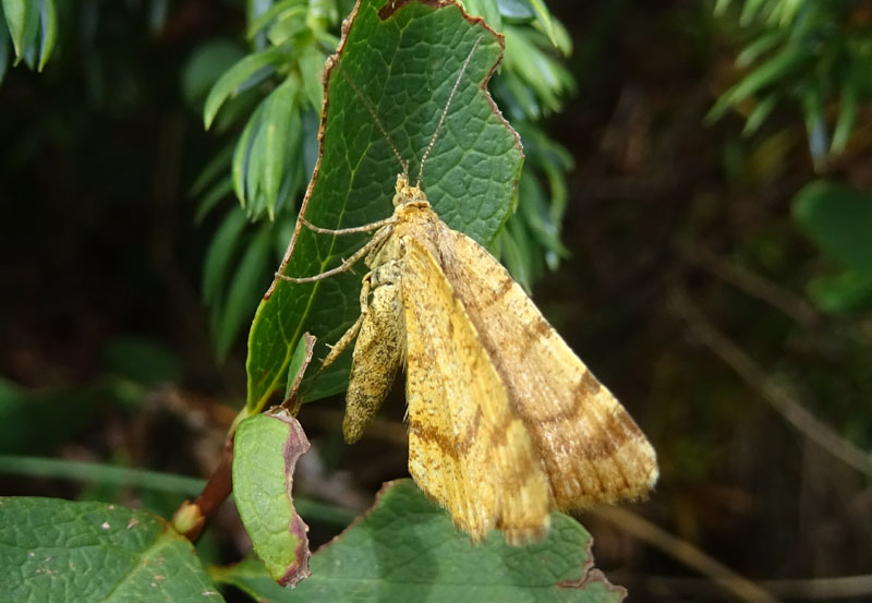 Macaria brunneata - Geometridae